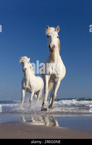 Camargue horses running in water at beach,  Camargue, France Stock Photo