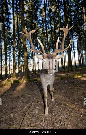 Fallow deer, Dama dama, Germany, Bavaria Stock Photo
