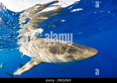 Galapagos Sharks, Carcharhinus galapagensis, Oahu, Pacific Ocean, Hawaii, USA Stock Photo