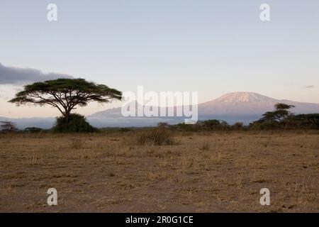 Umbrella thorn acacia in front of Kilimanjaro at sunrise in Amboseli National Park, Kenya, Africa Stock Photo