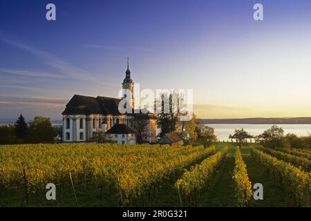 Vineyard with pilgrimage church Birnau, Unteruhldingen, Baden Wurttemberg, Germany Stock Photo