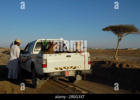 A man and a dromedary on the platform of a car, Al Ain, United Arab Emirates Stock Photo