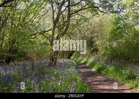 UK, Cambridgeshire - Bluebells in Brampton Wood Stock Photo
