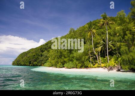 Palm-lined Beach at Palau, Micronesia, Palau Stock Photo