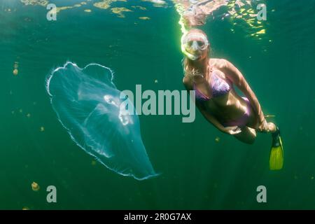 Moon Jellyfish and Skin Diver, Aurita aurita, Jellyfish Lake, Micronesia, Palau Stock Photo