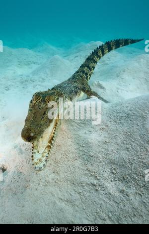 Saltwater Crocodile, Crocodylus porosus, Micronesia, Palau Stock Photo