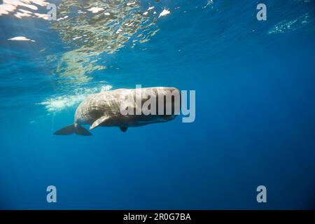 Sperm Whale, Physeter catodon, Lesser Antilles, Caribbean, Dominica Stock Photo