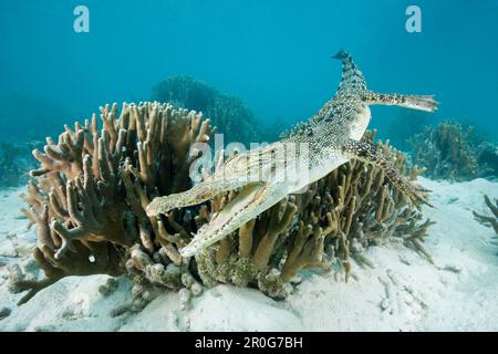 Saltwater Crocodile, Crocodylus porosus, Micronesia, Palau Stock Photo