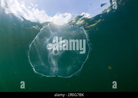 Giant Moon Jellyfish in Jellyfish Lake, Aurita aurita, Jellyfish Lake, Micronesia, Palau Stock Photo