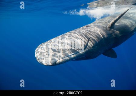 Sperm Whale, Physeter catodon, Lesser Antilles, Caribbean, Dominica Stock Photo