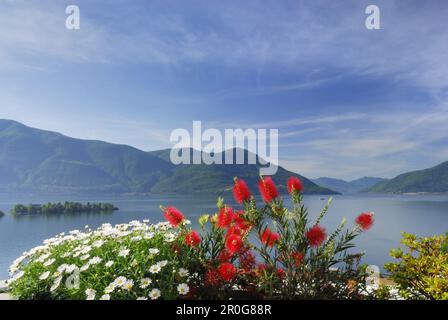 Floral decoration in front of lake Maggiore with isle of Brissago in the background, Isole di Brissago, Ronco sopra Ascona, lake Maggiore, Lago Maggio Stock Photo