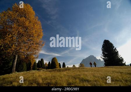 Couple hiking near Wolkenstein mountain, Gardena Valley, Langkofel, South Tyrol, Italy, Europe Stock Photo