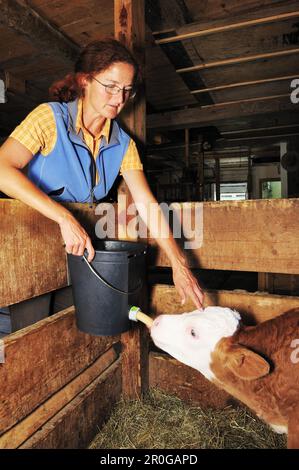 Woman feeding calf with milk, Upper Bavaria, Bavaria, Germany Stock Photo