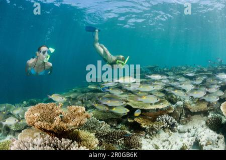 Two Women snorkel over Reef, Maldives, Ellaidhoo House Reef, North Ari Atoll Stock Photo