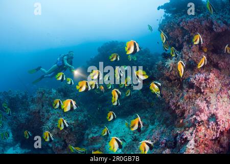 Masked Bannerfish and Diver, Heniochus monoceros, Maldives, Himendhoo Thila, North Ari Atoll Stock Photo