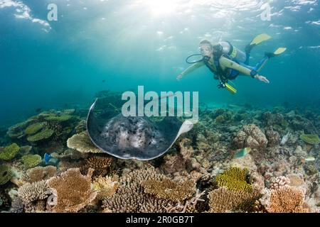 Blackspotted Stingray and Diver, Taeniura meyeni, Maldives, Ellaidhoo House Reef, North Ari Atoll Stock Photo