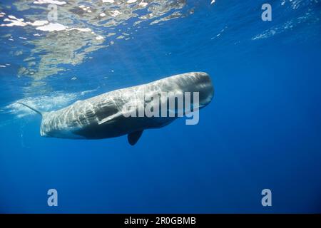 Sperm Whale, Physeter macrocephalus, Port Elizabeth, Indian Ocean, South Africa Stock Photo