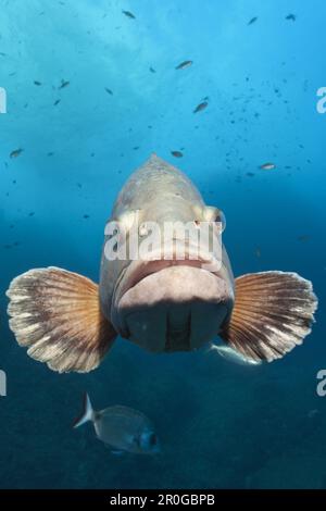 Dusky Grouper, Epinephelus marginatus, Carall Bernat, Medes Islands, Costa Brava, Mediterranean Sea, Spain Stock Photo