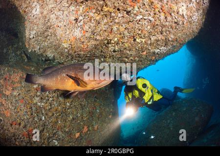 Scuba Diver and Dusky Grouper in Cave, Epinephelus marginatus, Dofi North, Medes Islands, Costa Brava, Mediterranean Sea, Spain Stock Photo