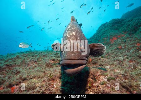 Dusky Grouper, Epinephelus marginatus, Carall Bernat, Medes Islands, Costa Brava, Mediterranean Sea, Spain Stock Photo