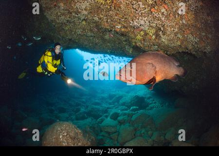Scuba Diver and Dusky Grouper in Cave, Epinephelus marginatus, Dofi North, Medes Islands, Costa Brava, Mediterranean Sea, Spain Stock Photo
