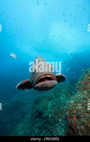 Dusky Grouper, Epinephelus marginatus, Carall Bernat, Medes Islands, Costa Brava, Mediterranean Sea, Spain Stock Photo