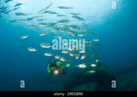Diver and Shoal of Cow Breams, Sarpa salpa, Carall Bernat, Medes Islands, Costa Brava, Mediterranean Sea, Spain Stock Photo