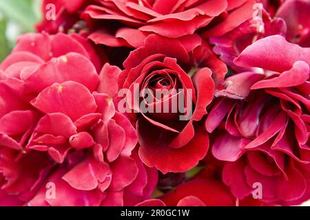 Europa Rosarium in Sangerhausen, the largest collection of roses in the world, Saxony-Anhalt, Germany, Europe Stock Photo