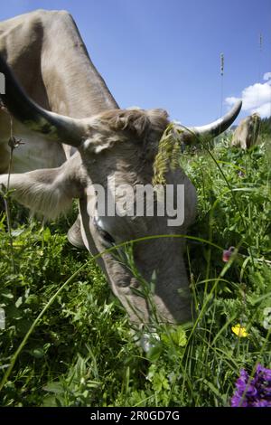 Milk cow, Hinterstein Valley, Bad Hindelang, Allgau, Swabia