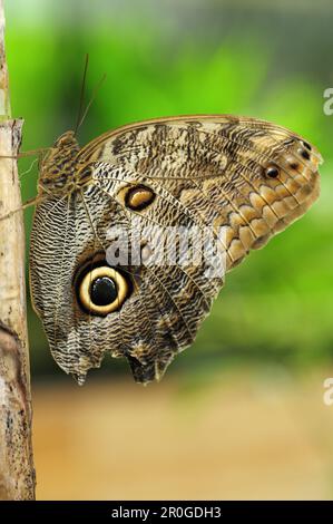 Close up of an owl butterfly, Caligo eurilochus, butterfly house, Botanic garden, Munich, Bavaria, Germany Stock Photo