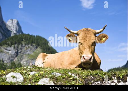 Cattle on alpine pasture, Gosaukamm in background, Gosausee, Salzkammergut, Upper Austria, Austria Stock Photo