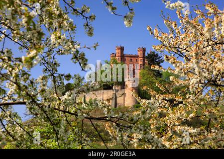 Cherry blossom, Ortenberg castle, near Offenburg, Ortenau region, Black Forest, Baden-Württemberg, Germany Stock Photo