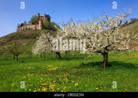 Cherry blossom, Ortenberg castle, near Offenburg, Ortenau region, Black Forest, Baden-Württemberg, Germany Stock Photo