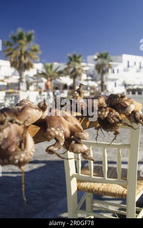 Calamari drying in the sun, Sun-dried calamari, Naussa, Paros, Mediterranean sea, Greece, Europe Stock Photo