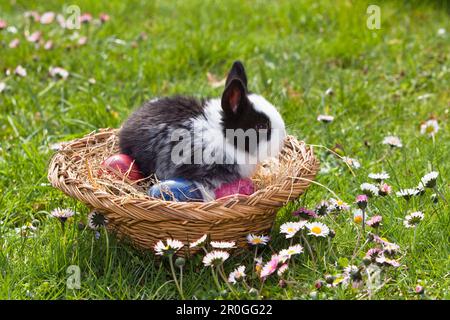 Rabbit in an Easter basket, Oryctolagus cuniculus, Bavaria, Germany, Europe Stock Photo