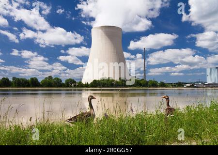 Isar 1 Nuclear Power Plant, greylag geese in forground, Landshut, Lower Bavaria, Germany Stock Photo