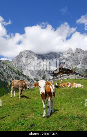 Cows standing in front of hut Erichhuette, mountains in the background, Hochkoenig range, Berchtesgaden range, Salzburg, Austria Stock Photo