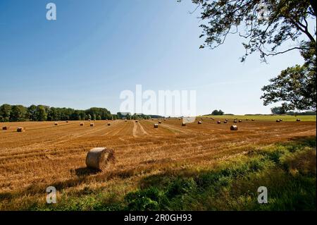 Round hay bales on a freshly cut field, Island of Rügen, Mecklenburg-Vorpommern, Germany Stock Photo