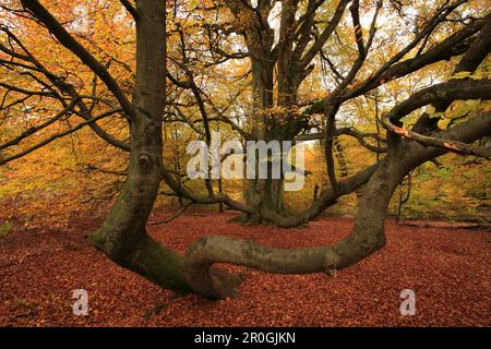 Old beech tree, nature reserve Urwald Sababurg, Reinhardswald, Hofgeismar, Hesse, Germany Stock Photo