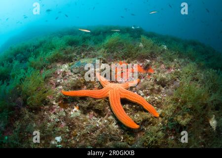 Red Starfish in Coral Reef, Echinaster sepositus, Cap de Creus, Costa Brava, Spain Stock Photo