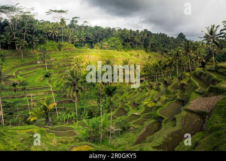 Ricefields of Tegalalang, Oryza, Bali, Indonesia Stock Photo