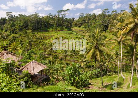 Ricefields of Tegalalang, Oryza, Bali, Indonesia Stock Photo