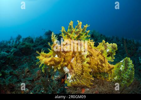 Yellow Weedy Scorpionfish, Rhinopias frondosa, Alam Batu, Bali, Indonesia Stock Photo