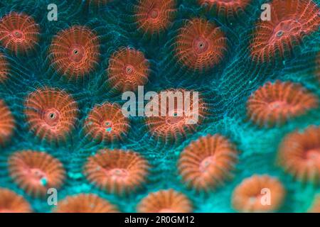 Fluorescent Hard Coral, Diploastrea heliopora, Alam Batu, Bali, Indonesia Stock Photo