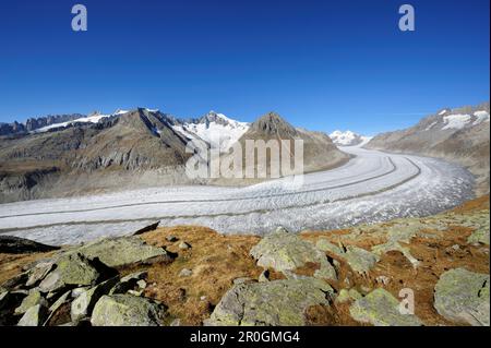 Glacier Grosser Aletschgletscher with Aletschhorn, Moench and Eiger, Grosser Aletschgletscher, UNESCO World Heritage Site Swiss Alps Jungfrau - Aletsc Stock Photo