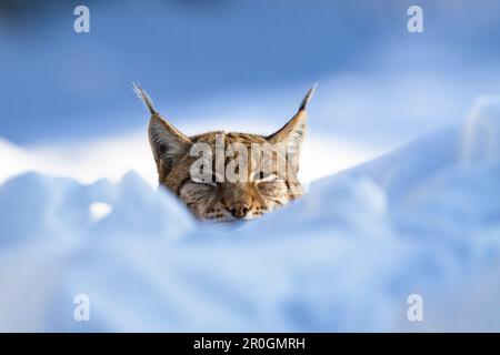 European lynx in the snow, Nationalpark Bayrischer Wald, Bavaria, Germany, Europe Stock Photo