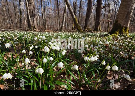 Snowflakes  in Spring, Upper Bavaria, Germany Stock Photo