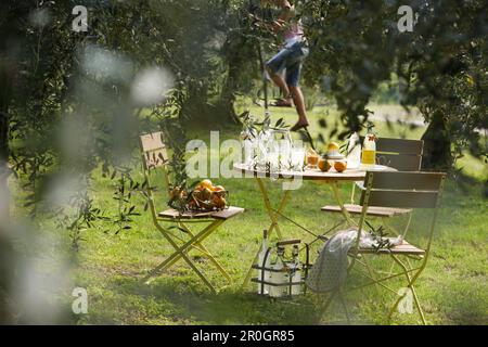 Olive grove with table, Affi, Lake Garda, Veneto, Italy Stock Photo