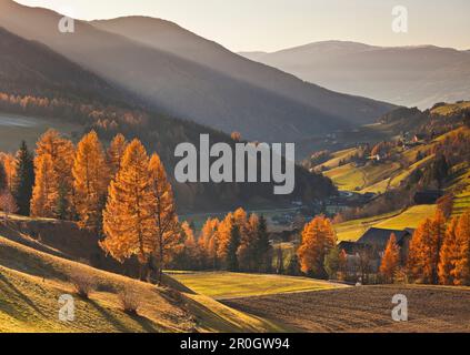 Birch trees in Autumn colours, Villnoss valley, Dolomites, South Tyrol, Italy Stock Photo