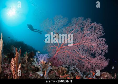 Scuba Diver and Seafan, Melithaea sp, Cenderawasih Bay, West Papua, Papua New Guinea, New Guinea, Oceania Stock Photo